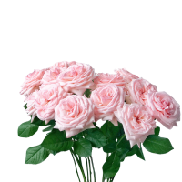 Pink Roses - 10 Rose Bouquet